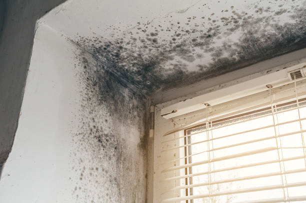 Affordable Commercial Mold Remediation solutions in Drayden, MD